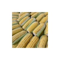 Bulk Yellow/White Corn for Livestock