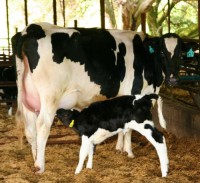 Premium Pregnant Holstein Friesian Cows & Heifers for Sale – High Milk Yield & Verified Genetics