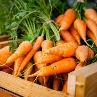 Buy Fresh Carrots in Bulk – Organic, Washed & Export-Ready