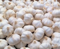 Buy White Garlic – Best Price Per Ton | Global Delivery Available