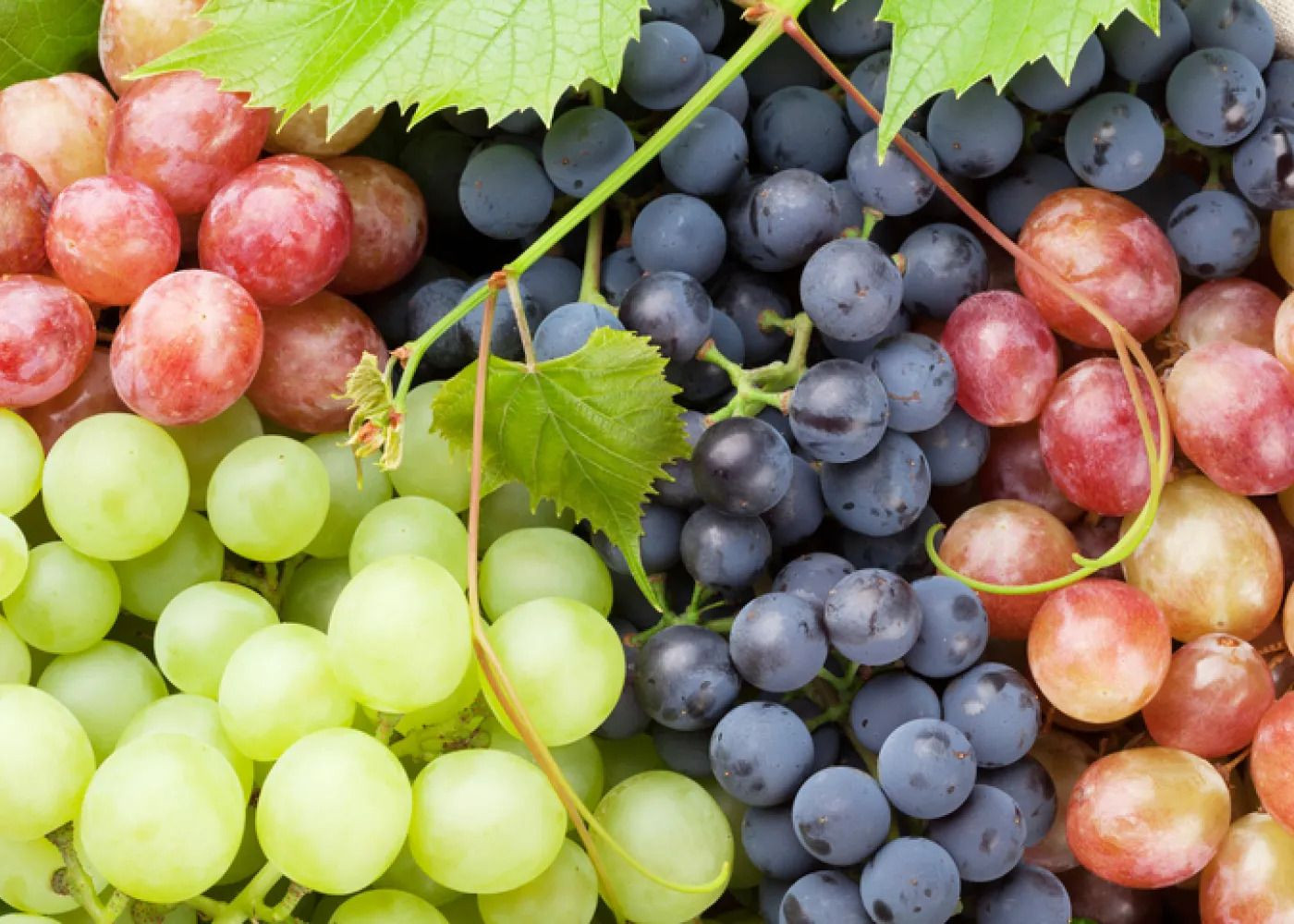 Top Grape Exporter | Organic, Sweet & Export-Grade Quality