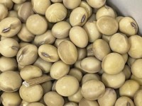Bulk Soybeans for Sale – Best CIF/FOB Prices Available