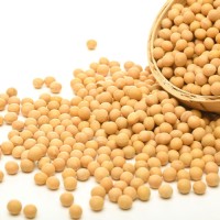 Organic Yellow Soybean Seeds for Health & Nutrition