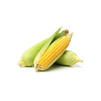 Bulk Yellow/White Corn for Livestock