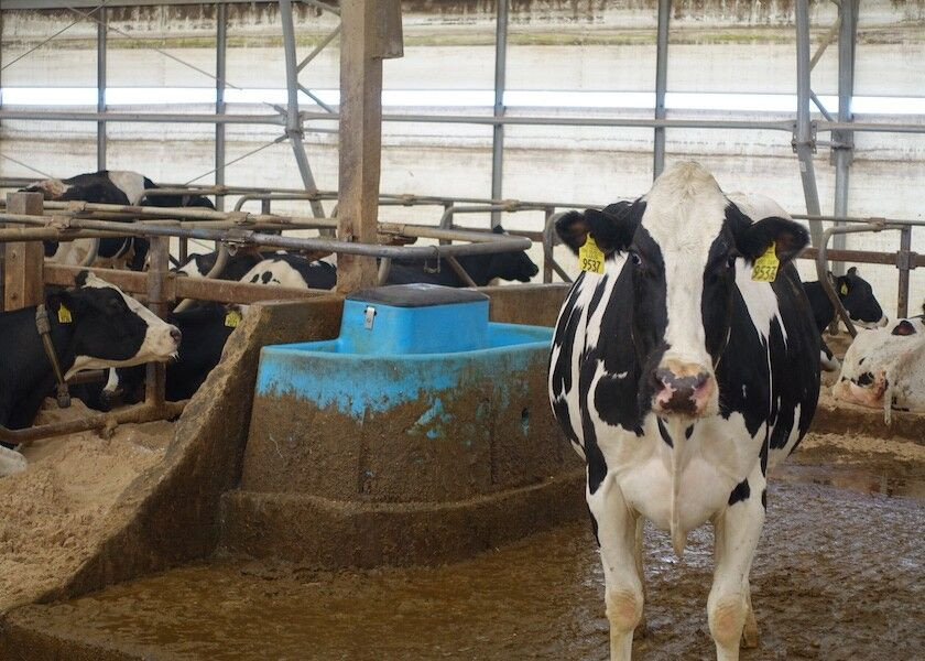 Premium Pregnant Holstein Friesian Cows & Heifers for Sale – High Milk Yield & Verified Genetics