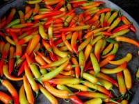 Wholesale Chili Peppers – Packed Fresh, Ready for Export