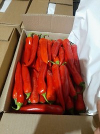 Wholesale Chili Peppers – Packed Fresh, Ready for Export