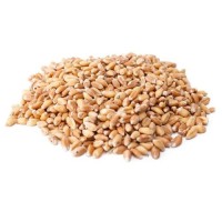 High Quality Wheat Grain for Sale