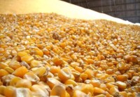 Bulk Yellow/White Corn for Livestock