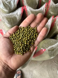 Buy bulk green mung beans for food production/Top mung beans supplier for export/import