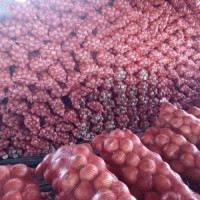 Premium Onions for Sale – Food-Grade & Export-Ready
