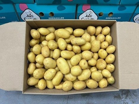 Premium Potatoes for Sale – Food-Grade & Global Shipping