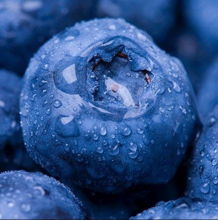 Premium Blueberries for Health Brands & Processors – Global Delivery