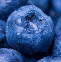 Premium Blueberries for Health Brands & Processors – Global Delivery