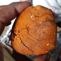 Ox Gallstones Cattle Gallstones Cow