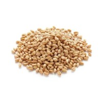 High Quality Wheat Grain for Sale