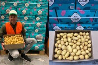 Premium Potatoes for Sale – Food-Grade & Global Shipping