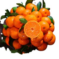 Certified Orange Supplier – Global Shipping, High Juice Yield