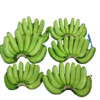 Buy Fresh Cavendish Bananas in Bulk – Global Export Available